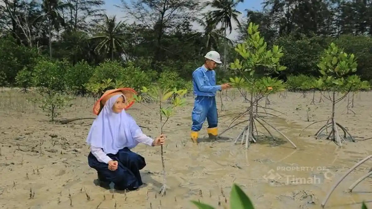 PT Timah Tanam 36.100 Mangrove pada 2025, Perkuat Mitigasi Iklim dan Jaga Pesisir - Bangkapos.com
