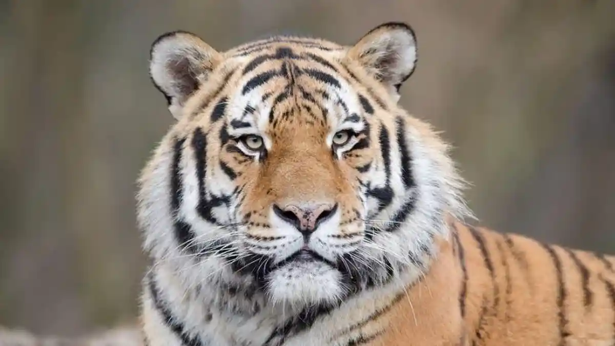 Ramalan Shio Macan Bulan Oktober 2024: Bisnis Baru Untung, Gaji Naik!