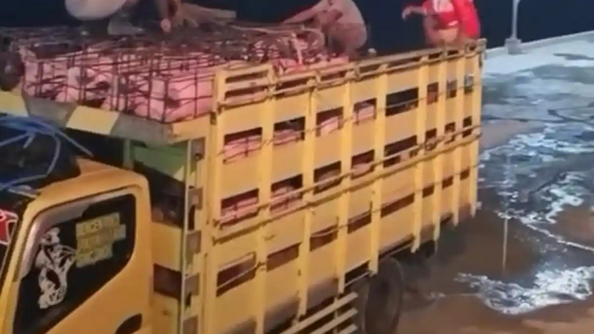 Pengiriman Babi Bali ke Manado Viral di Media Sosial, Ini Kata GUPBI Bali 