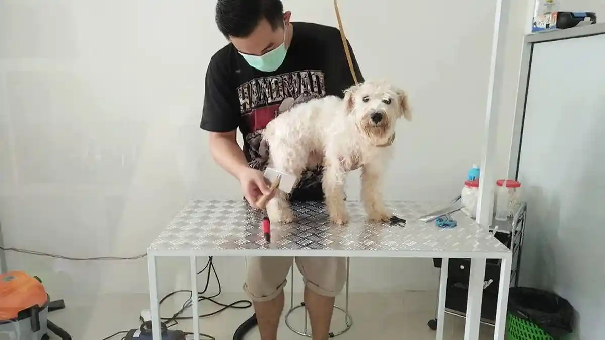 Suka Duka Pemilik Fabel Pet Gallery Solo Baru Hadapi Beragam Karakter Anjing