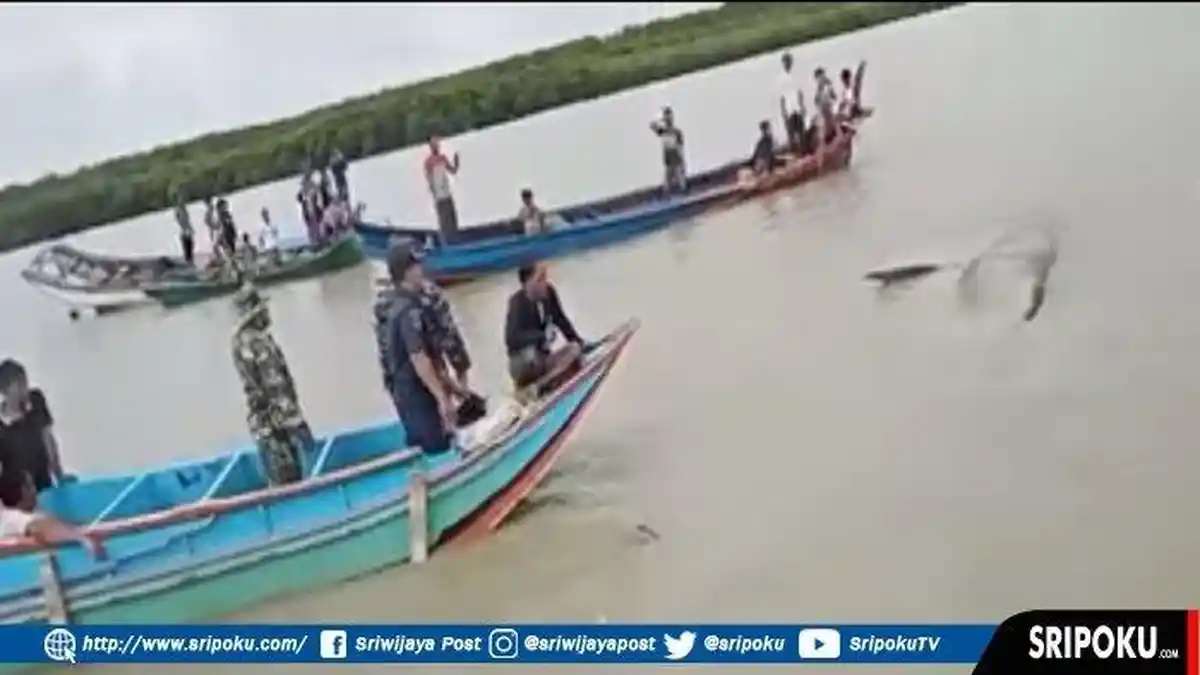 Warga Berhasil Selamatkan Ikan Paus yang Terdampar, Giring dengan Speedboat dan Perahu Ketek