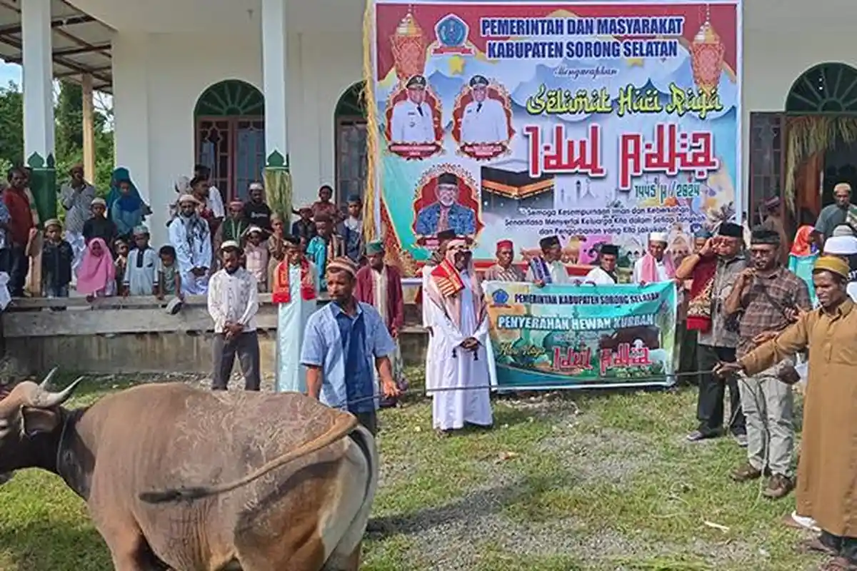 Bupati Sorong Selatan Serahkan 4 Sapi Kurban sebelum Salat Idul Adha 1445 Hijriah di Distrik Kokoda