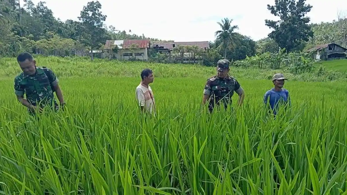 Dandim Sabang Tinjau Perkembangan Padi Gogo, Dukung Swasembada Pangan