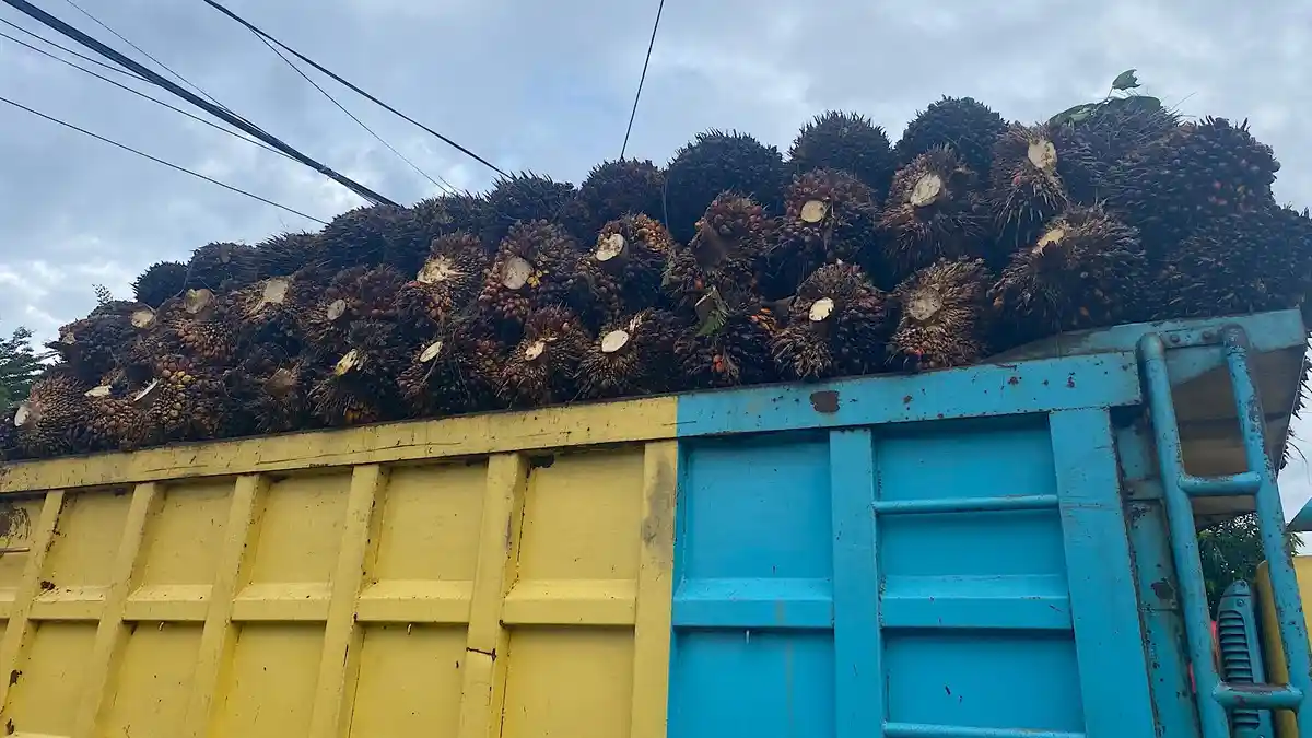 Harga TBS Sawit di Mukomuko Bengkulu Usai Lebaran, Tertinggi Rp 2.700 per Kg