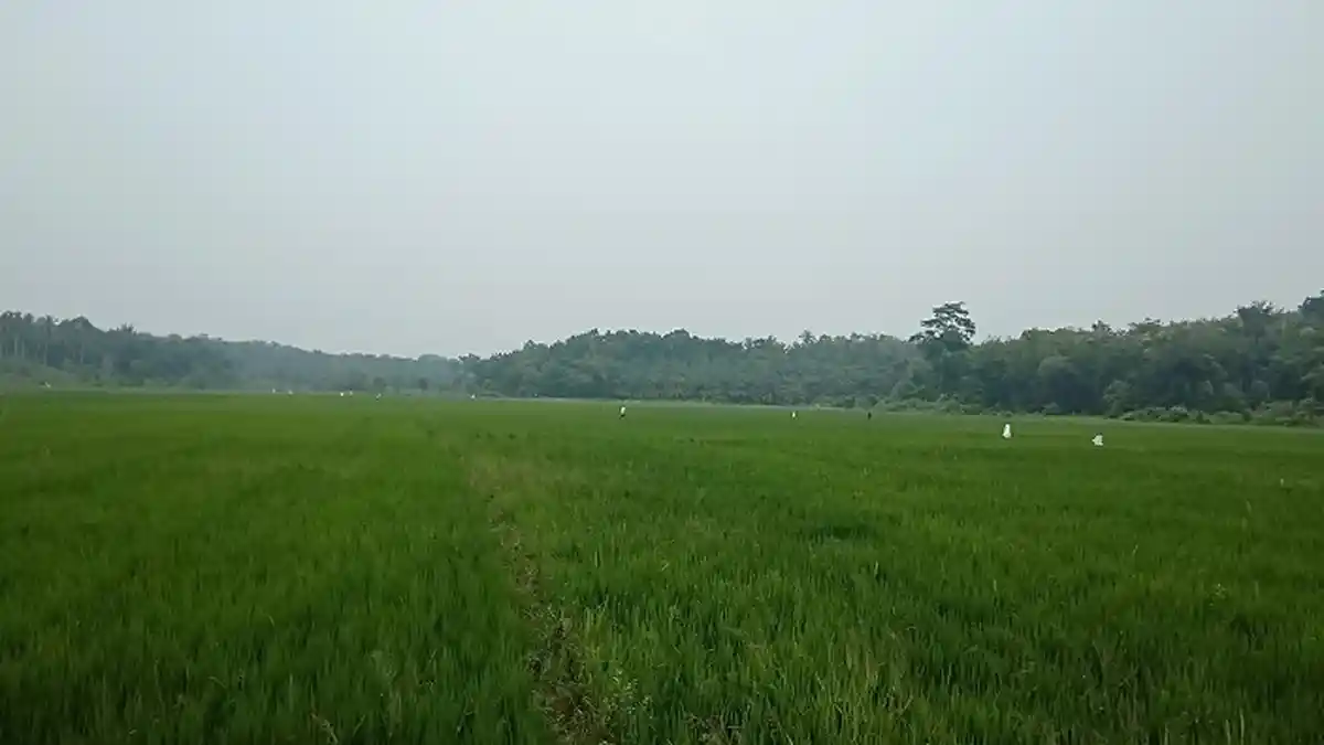 Kabut Asap Mulai Terlihat di Aceh Timur, Diduga Dampak dari Kebakaran Hutan di Riau