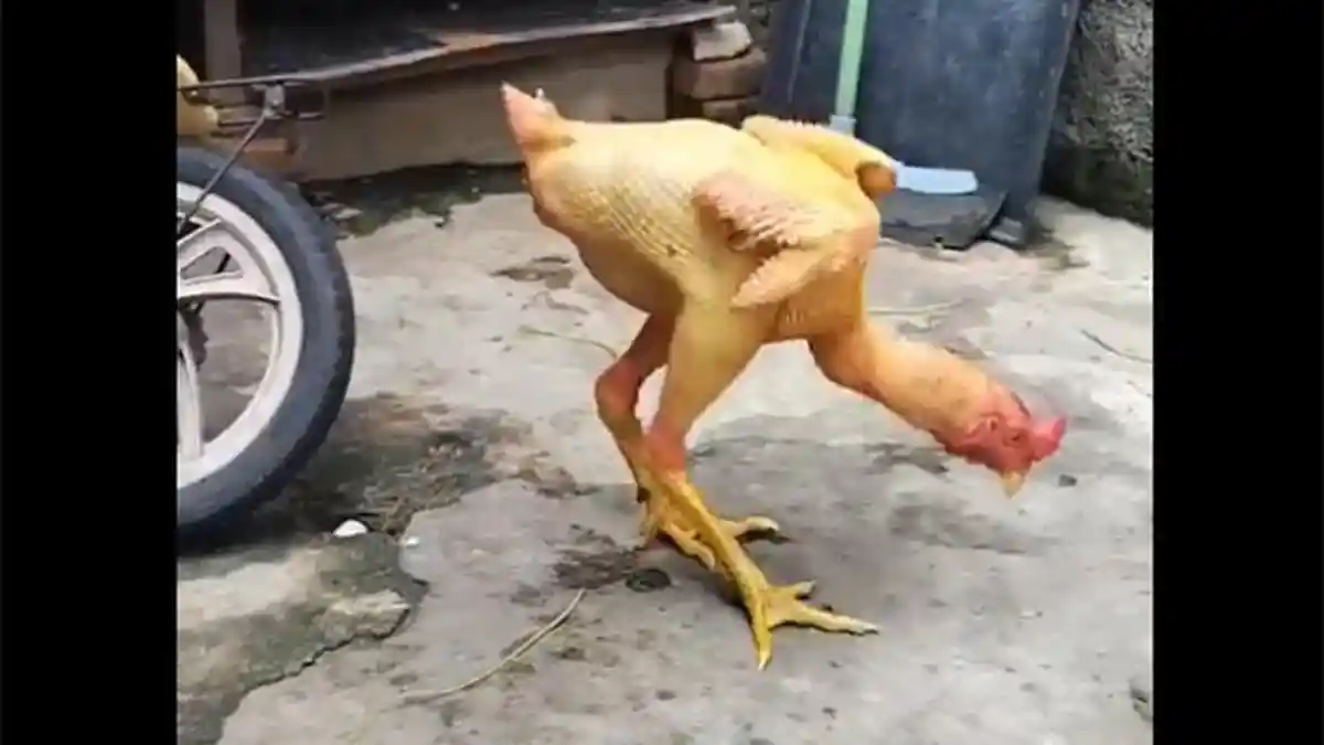 Viral, Video Ayam Gundul Berjalan, Pakar Hewan Beri Penjelasan Ini