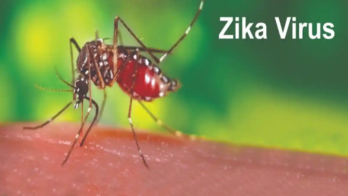 Awas Bahaya Virus Zika, Inilah Penyebab, Gejala Dan Cara Pencegahannya ...