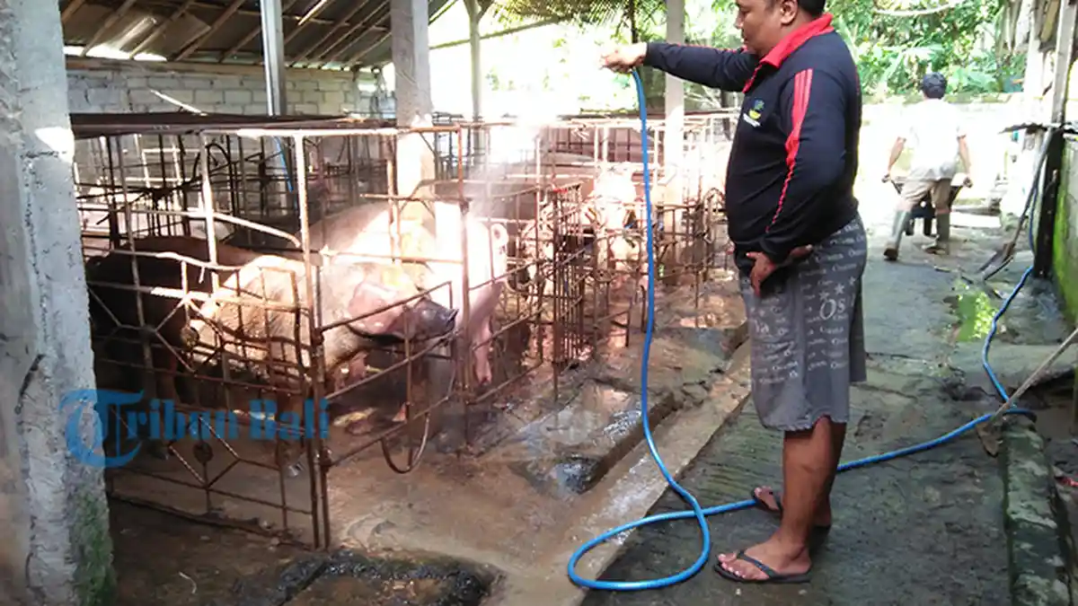Peternak Tabanan Bali Kesulitan Cari Bibit Babi, Dampak ASF Stok Bibit Terus Menipis