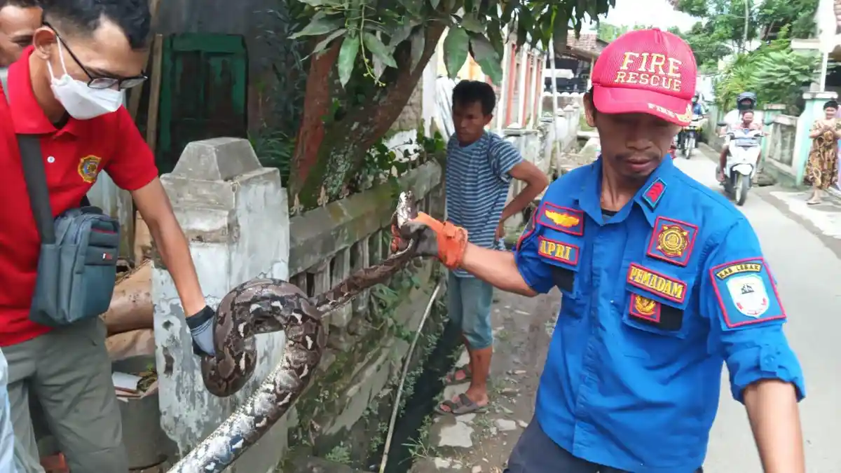 Mahyudi Kaget saat Membersihkan Rumah di Rangkasbitung, Ular Piton Sepanjang 3 Meter Merayap Keluar