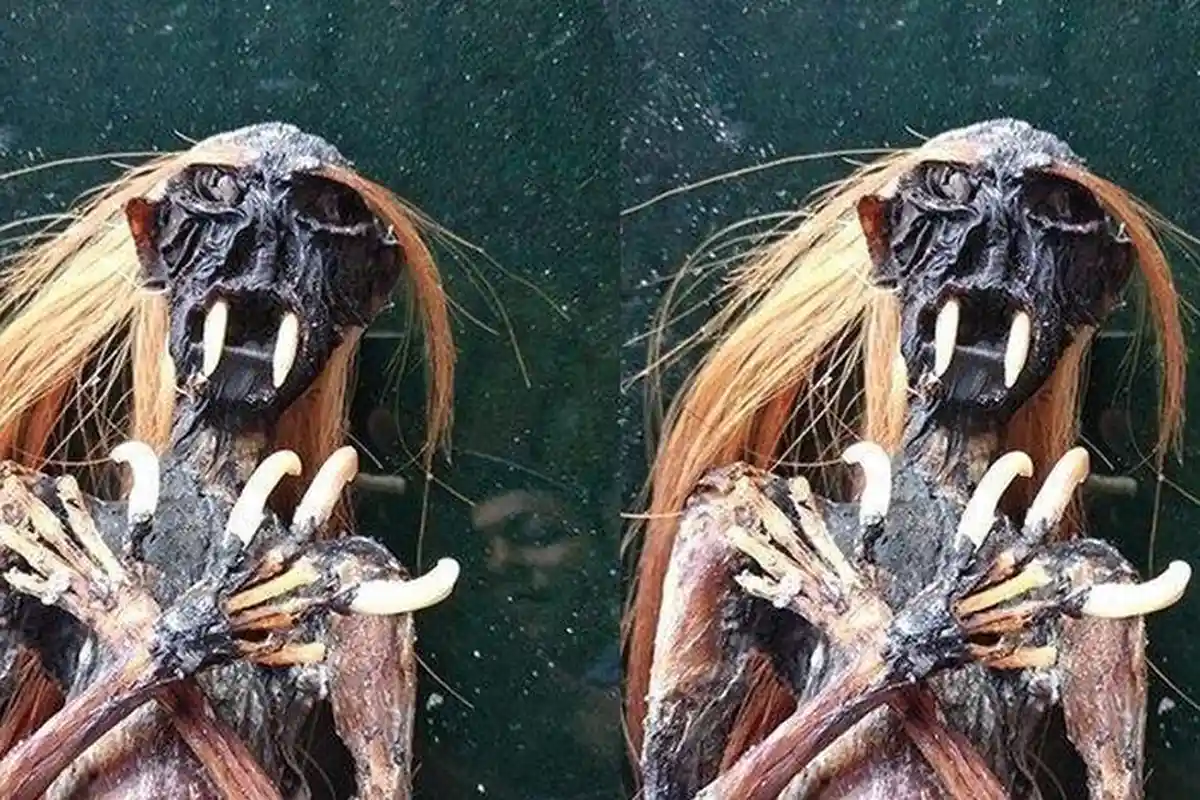 Bagaimana Asal-usul Jenglot? Makhluk Mistis yang Haus Darah Satu Tetes Setiap Hari