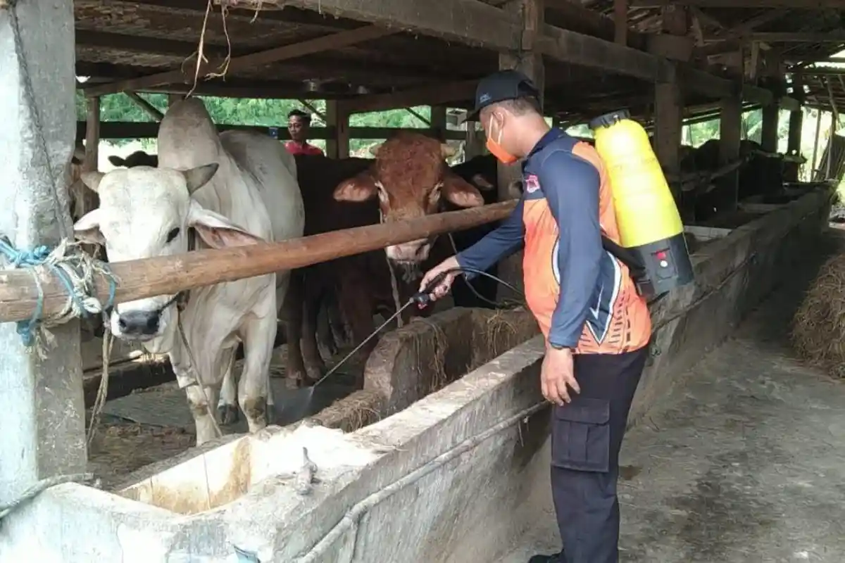 Wabah PMK di Gresik Sudah Tembus 342 Kasus, 2 Pasar Hewan Disemprot Desinfektan