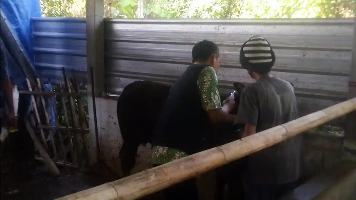 Jelang Iduladha, Dispertan Kudus Kembali Geliatkan Vaksinasi LSD Sapi dan Kerbau, Ini Tujuannya
