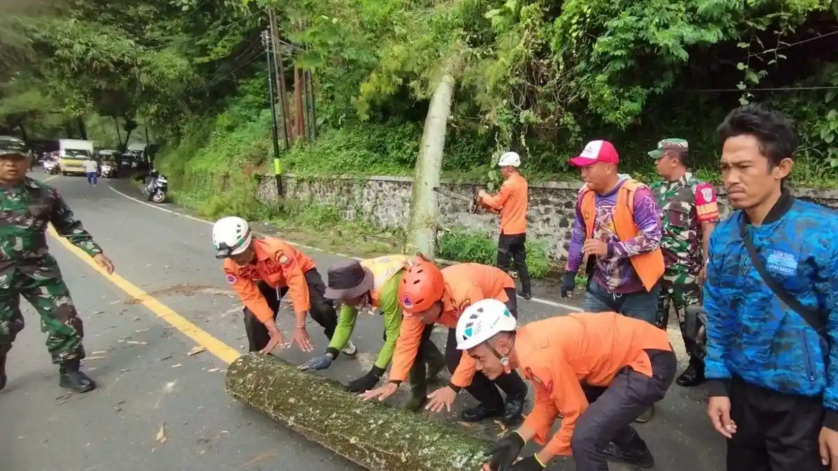 Pohon Tumbang Timpa Motor Bonceng 4, Kecelakaan Tewaskan Bocah 4 Tahun