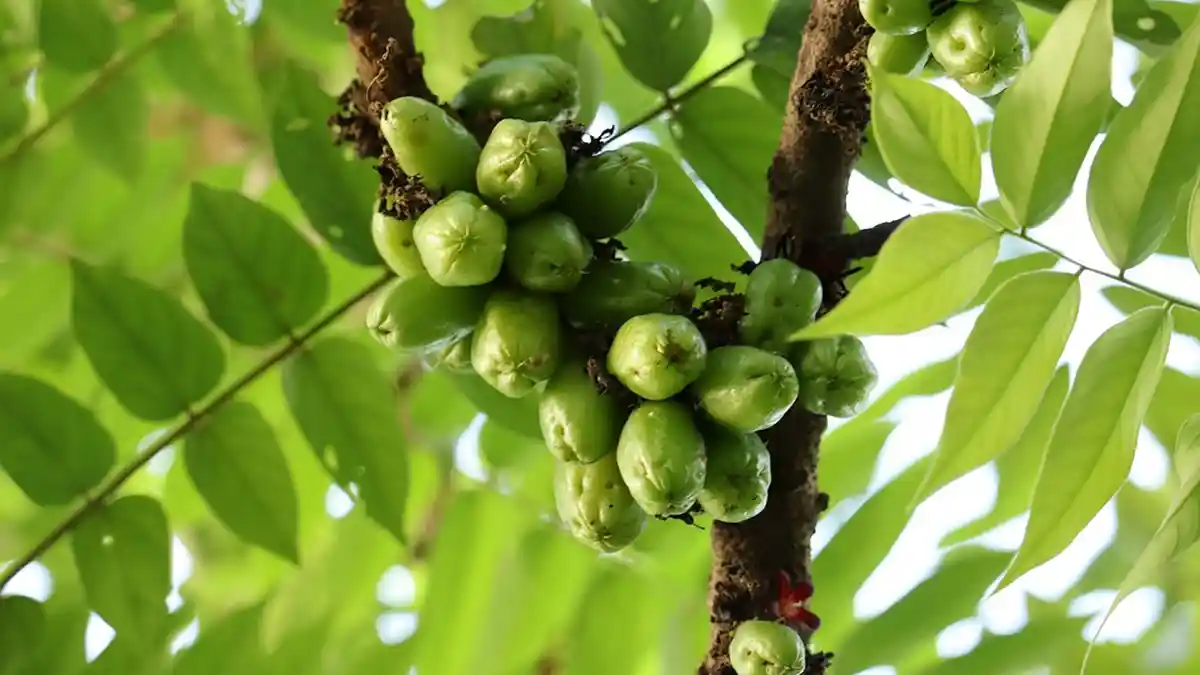 Obat Herbal Darah Tinggi Apa Saja ? Selain Jahe dan Bawang Putih , Coba 5 Bahan Ini