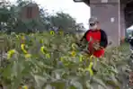 Berjualan Bibit dan Bunga Matahari saat Pandemi