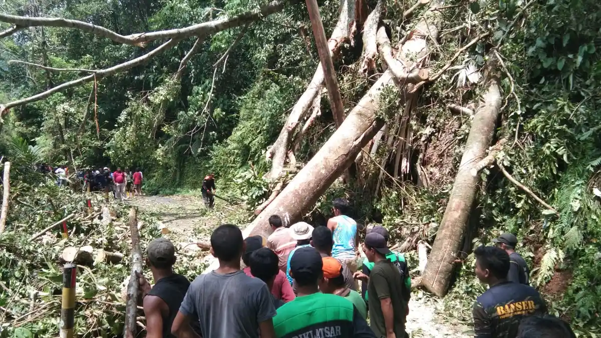 Dua Pengendara Sepeda Motor Tewas Tertimpa Pohon Tumbang, Waspada Berkendara saat Cuaca Buruk
