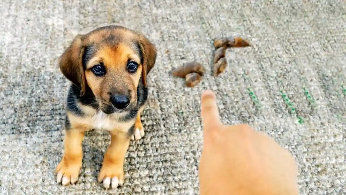 Arti Mimpi Tentang Kotoran Anjing, Ada Pertanda Sial dan Pertanda Keberuntungan, Ini Tafsir Mimpinya
