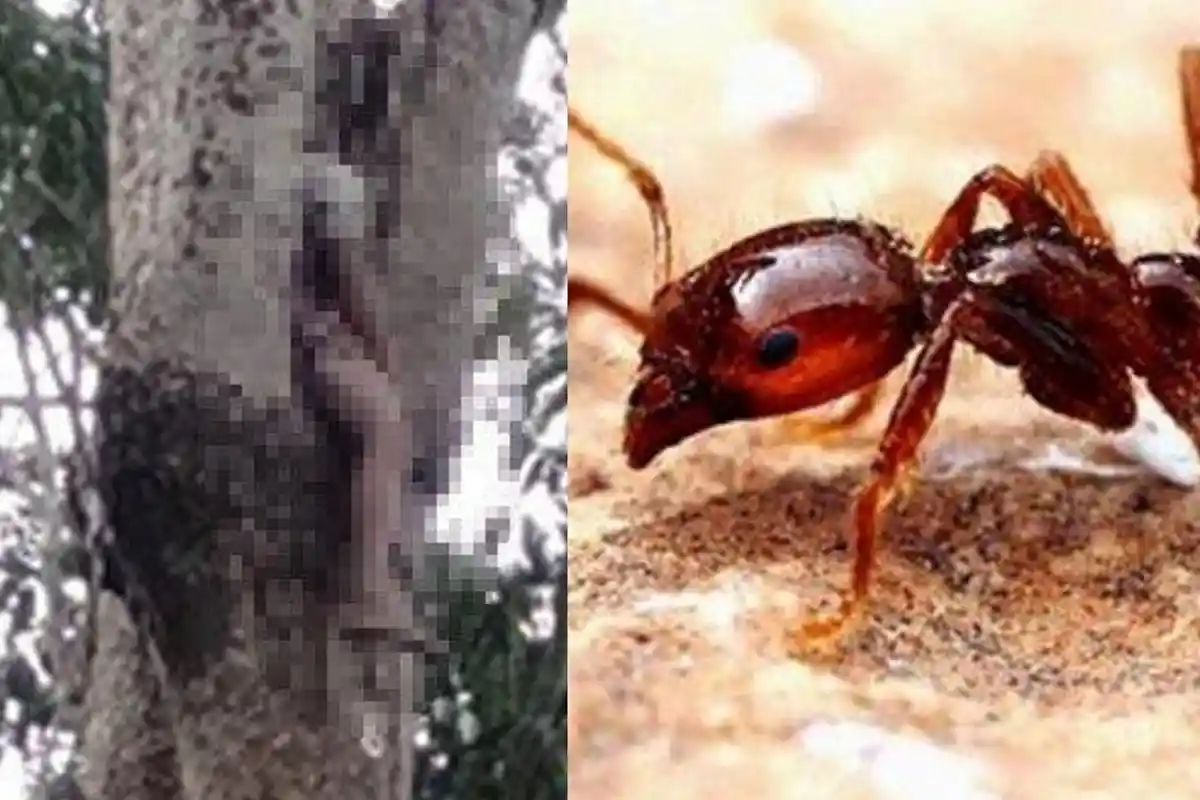 Ternyata Gigitan Semut Merah Bisa Sebabkan Kematian, Lakukan Pertolongan Pertama Ini Jika Tergigit