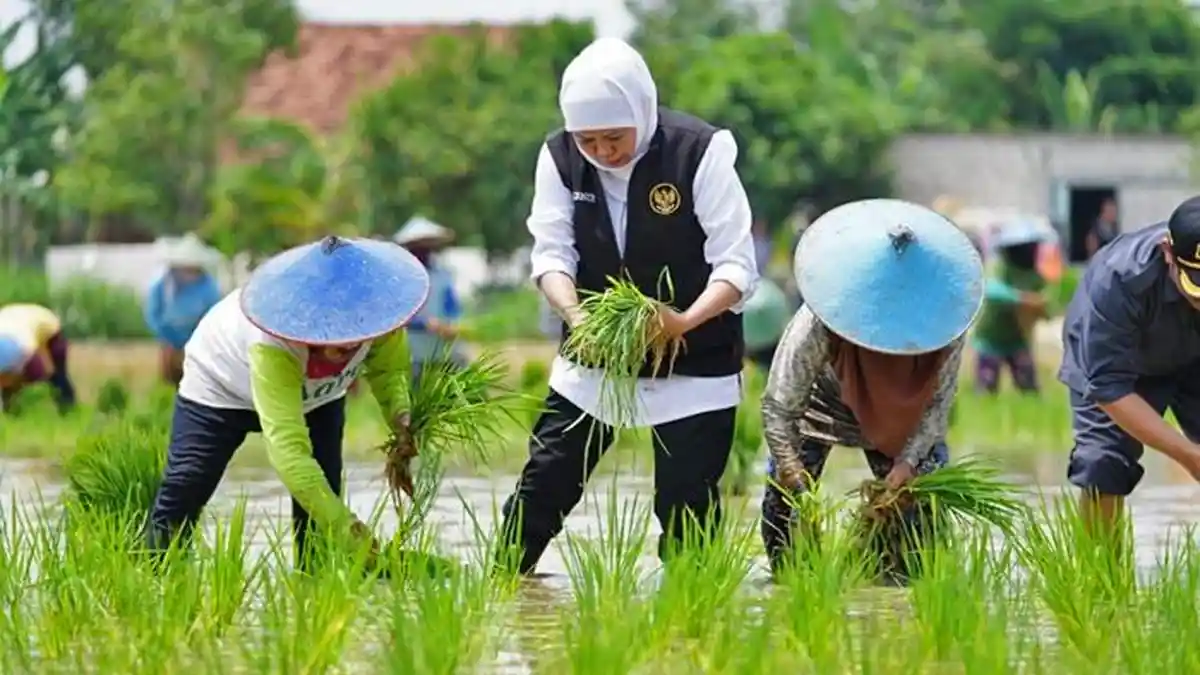 Sumbang 25 Persen Luas Lahan Padi Nasional, Laju Tanam Padi Jawa Timur ...