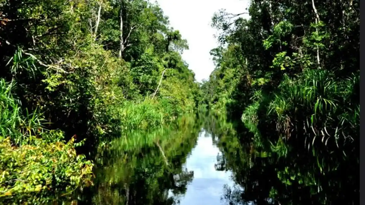7 Tempat Wisata di Kalimantan Tengah, Tanjung Puting Berasa di Amazon