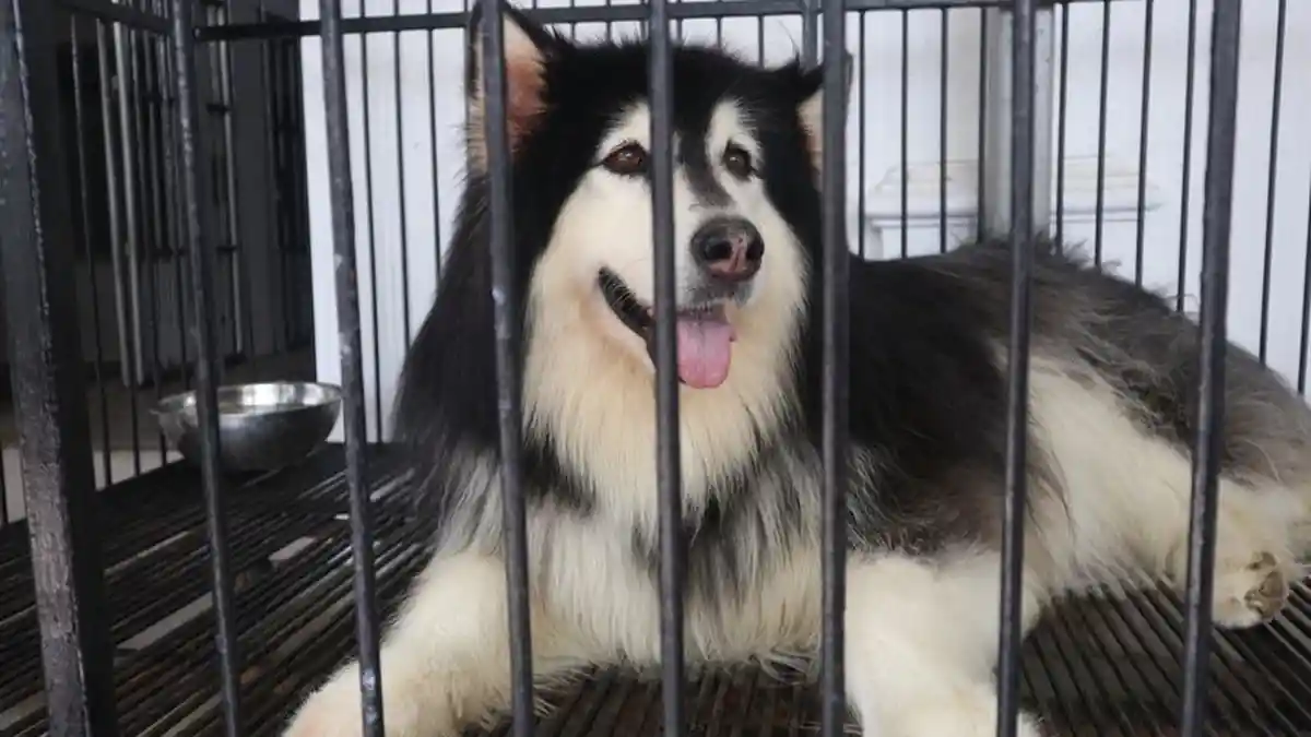 Aice, Anjing Malamut Alaska, Lebih Besar dari Siberian Husky, Lolongannya seperti Serigala