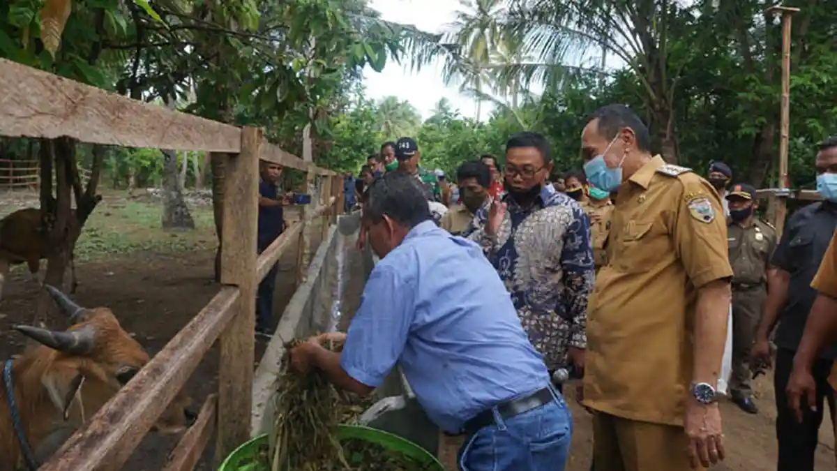Bupati Ende Djafar Achmad Tinjau Peternakan Sapi di Nangapanda