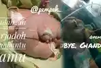 Wajahnya Membengkak Sejak Lahir, Bayi Berusia Seminggu Ini Meninggal Saat Ingin Dibawa ke Jakarta