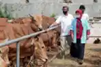 Pemeriksaan Hewan Kurban Jelang Idul Adha