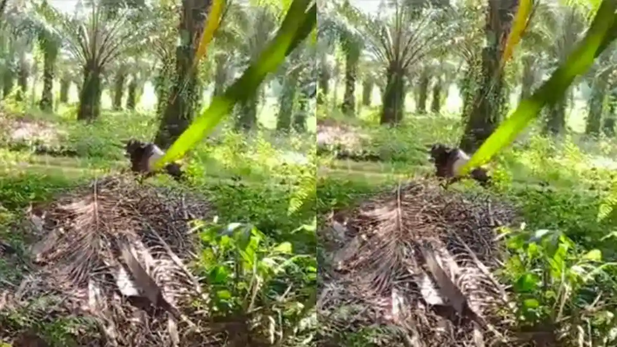 Tiga Sapi Kurban di Lampung Tengah Kabur, Nyaris Melukai Warga