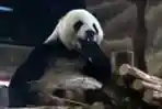 Panda Taman Safari Indonesia Selesai di Karantina