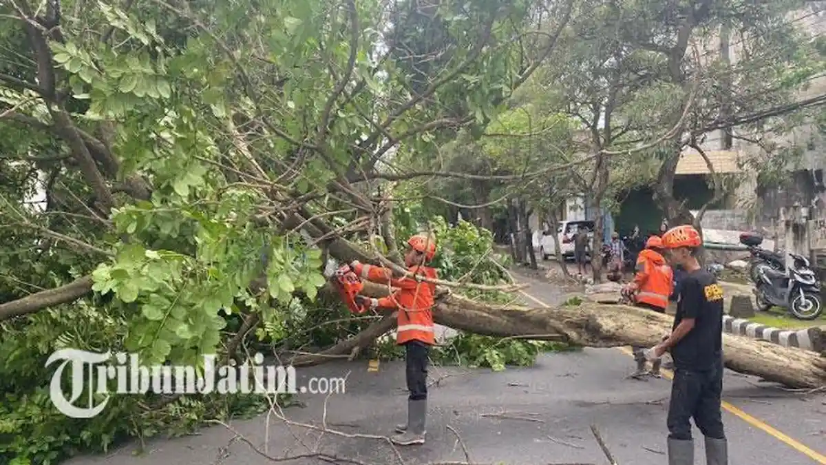 Kediri Dihempas Angin Puting Beliung, Belasan Pohon Tumbang, Listrik di Perkampungan Padam