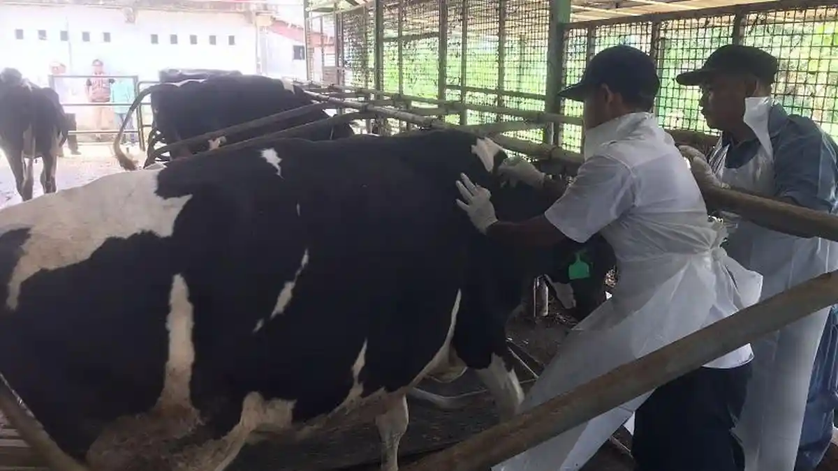 Antisipasi Penyakit Mulut dan Kuku, Pemkab Bogor Berikan 2.800 Dosis Vaksin untuk Hewan Ternak