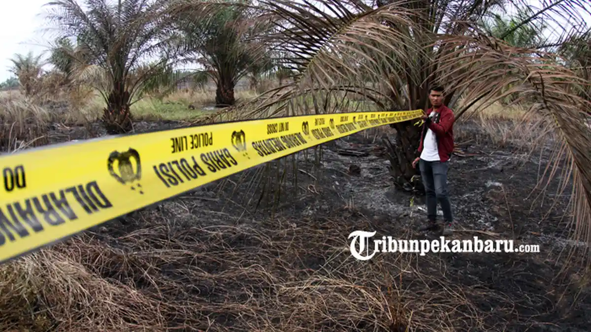 FOTO: Lahan yang Terbakar di Pekanbaru Diberi Baliho dan Garis Polisi - foto_lahan_yang_terbakar_di_pekanbaru_diberi_baliho_dan_garis_polisi_3.jpg