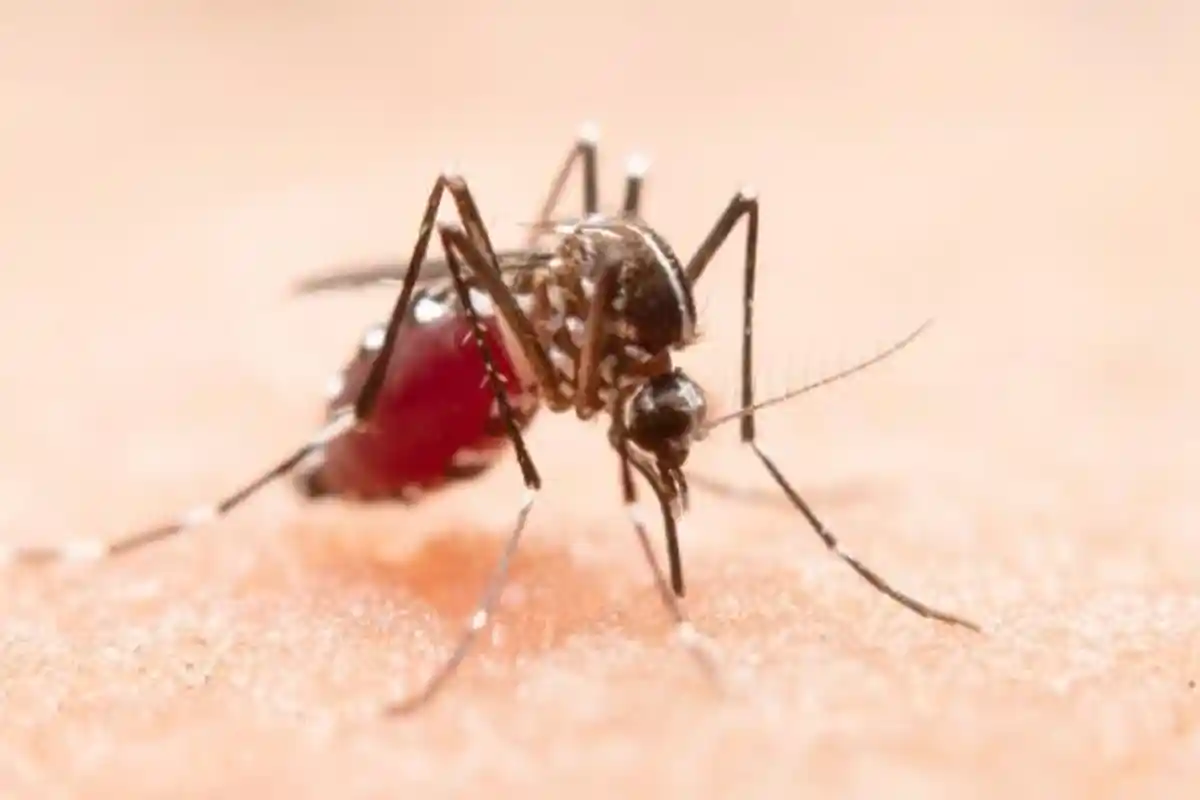 Cara Sederhana Usir Nyamuk dengan Cengkeh dan Jeruk Nipis