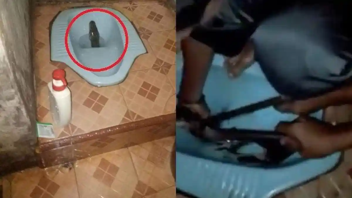 Seekor Ular Piton 3 Meter Muncul dari Lubang WC Rumah Warga di Jambi, Begini Proses Evakuasinya