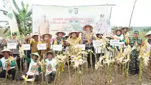 20250429_Mudyat-Noor-panen-jagung.jpg