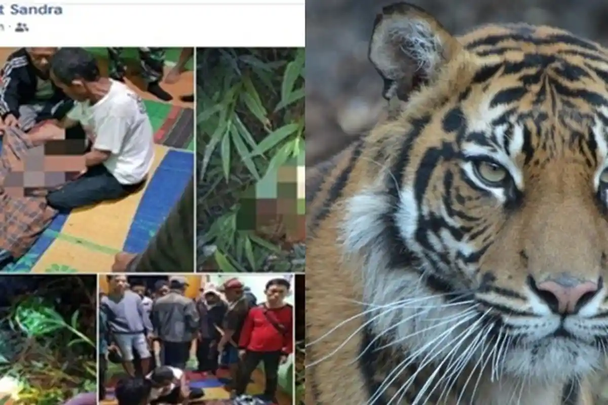 Warga Temukan Bercak Darah Sebelum Temukan Sulis Tengah Malam. Tewas Diduga Digigit Harimau