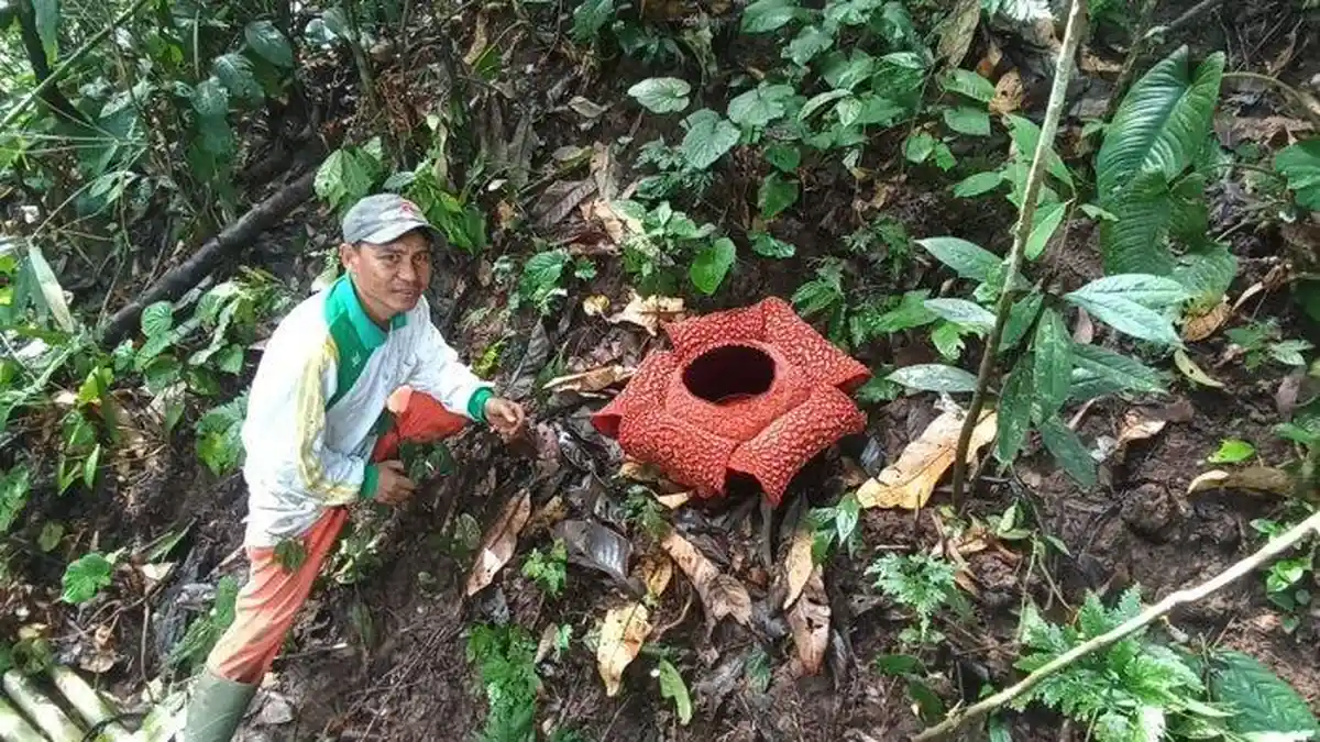 Rafflesia Mekar di Tepi Jalan Lintas Kepahiang Bengkul, Dua Bonggol Bunga Siap Menyusul