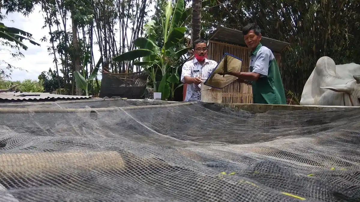 Warga Bantul Berhasil Budidaya Ikan Gabus dengan Pakan Pelet
