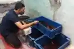 Usaha Bisnis Ikan Cupang Omset Hingga Jutaan Rupiah