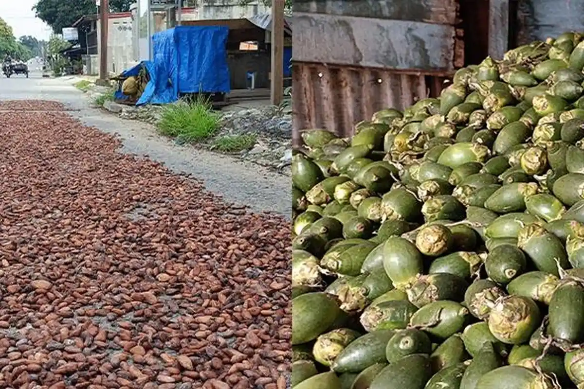 Harga Kakao dan Pinang di Aceh Tenggara Stabil Hari Ini 28 Oktober 2025
