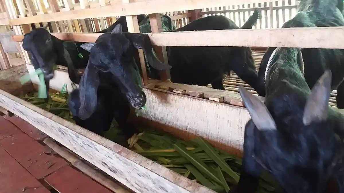 Petani Ini Terpaksa Jual Kambing dan Pakai Tabungan untuk Beli Ponsel agar Anak Bisa Belajar Online