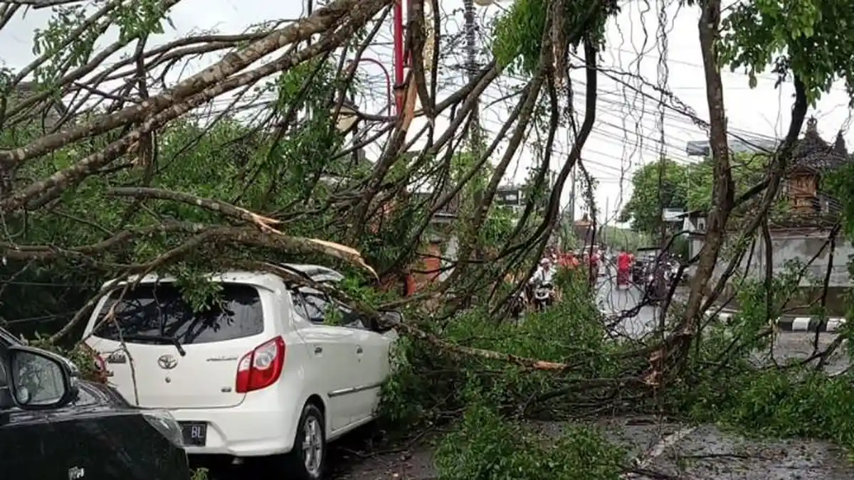Dampak Hujan Lebat dan Angin Kencang di Gianyar Bali, Sejumlah Pohon Tumbang