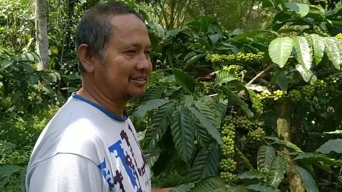 Cerita Petani Kopi di Lereng Gunung, Ada Berkah Tersembunyi di Balik Erupsi Merapi