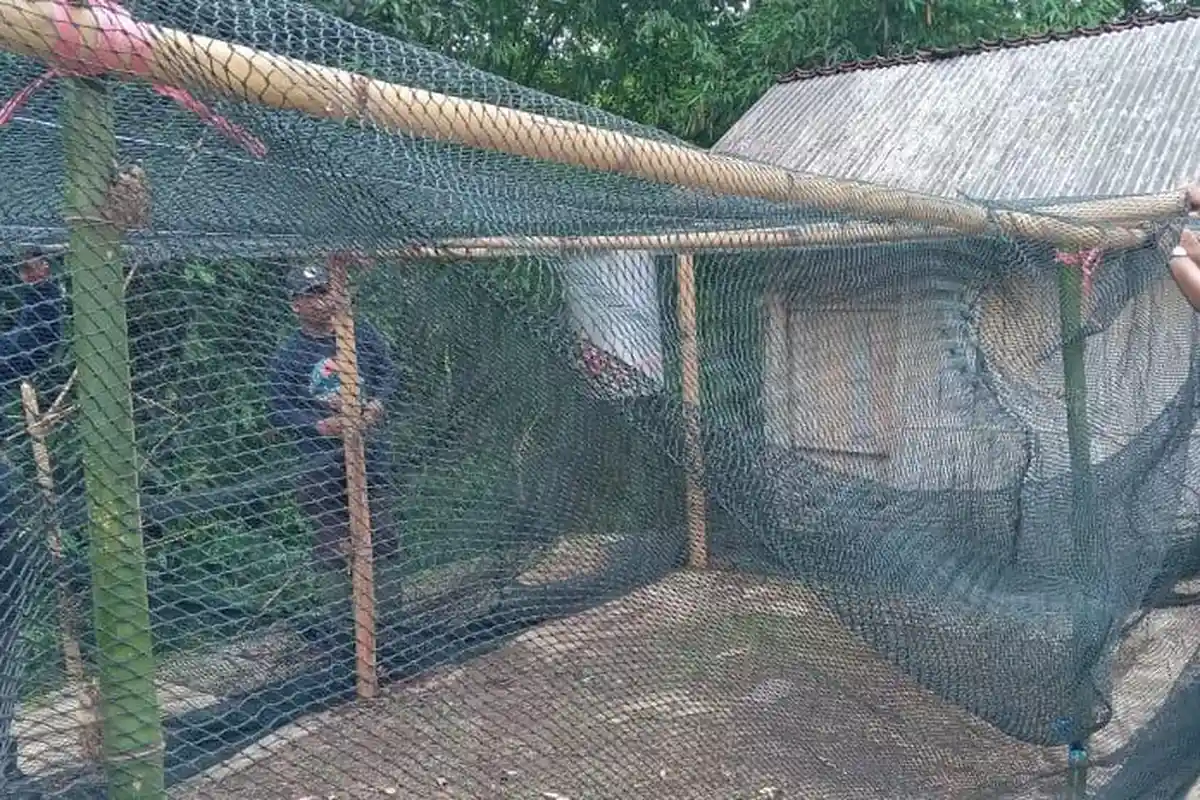 6 Warga Sukowono Jember Diserang Monyet, Polisi dan BKSDA Pasang Jebakan