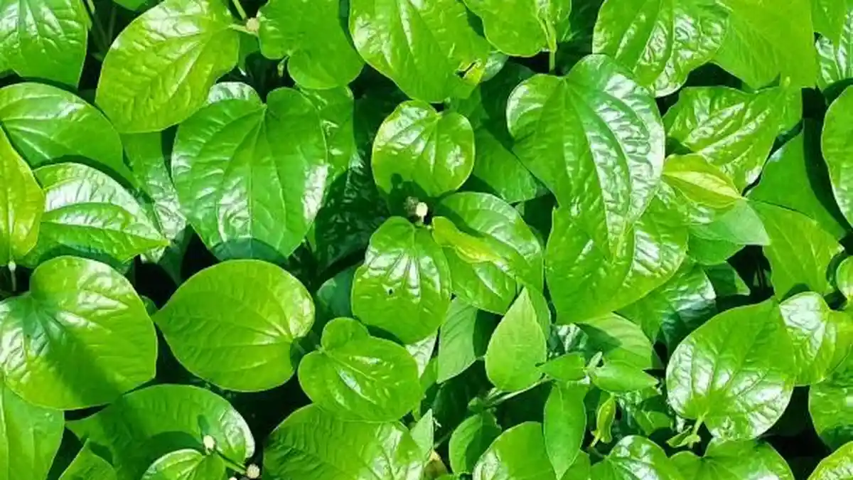 5 Manfaat Daun Sirih untuk Sinusitis dan Cara Penggunaannya