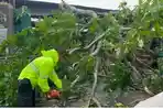 Pohon Tumbang Terjadi di Jalur Mudik Cirebon-Kuningan di Cilimus