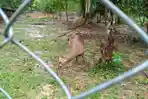 rusa-taman-hutan-kota-m-sabki9.jpg