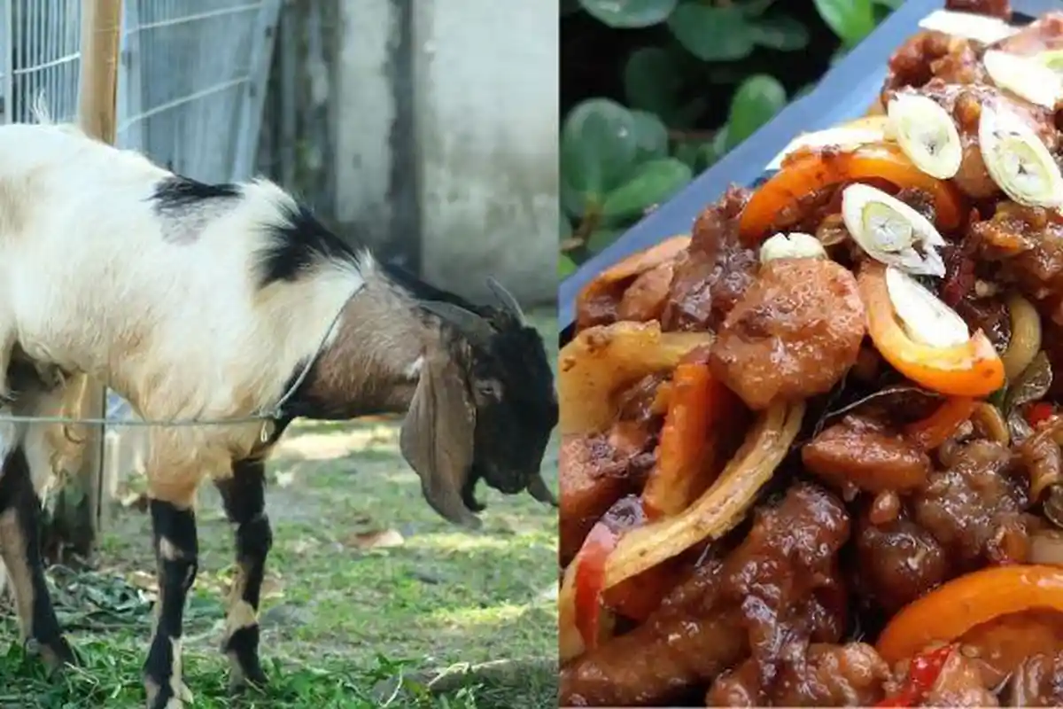 Manfaat Torpedo Kambing untuk Pria, Bisa Diolah saat Idul Adha 2023 Lengkap Resep Mengolahnya