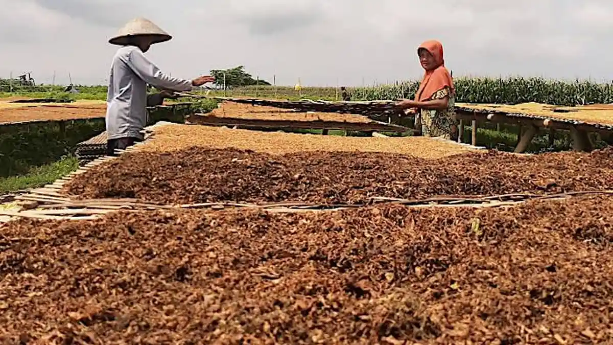 Cuaca Ekstrem Bikin Petani Tembakau Pusing di Lumajang, Harga Jual ...